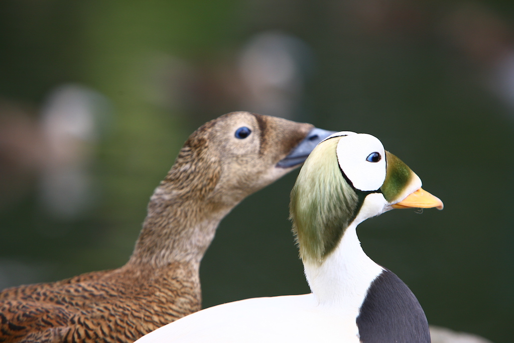 Vogelgids: Eider, bril (Somateria fischeri) | Sierwatervogels.NL
